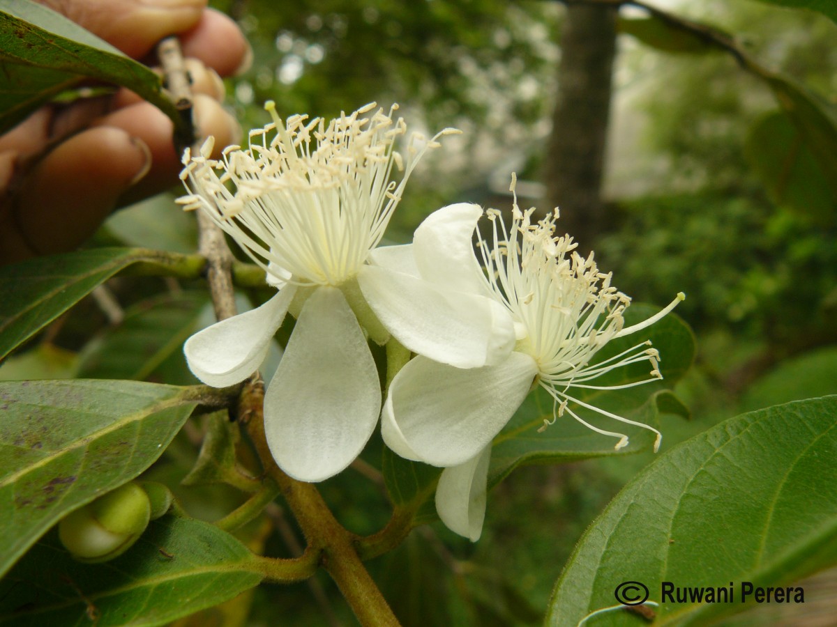 Psidium guineense Sw.